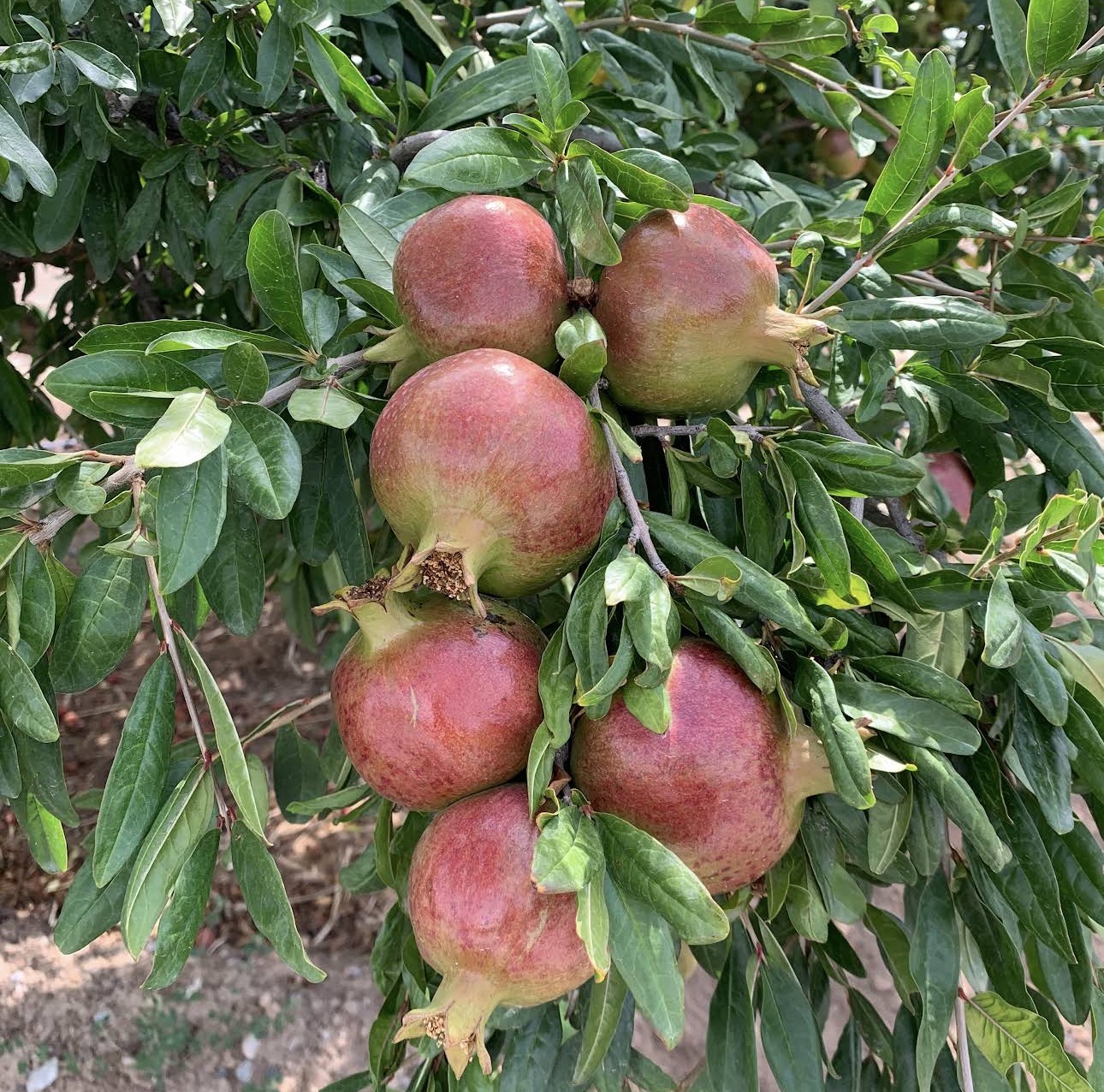 Jebel Akhdar (The Green Mountain)